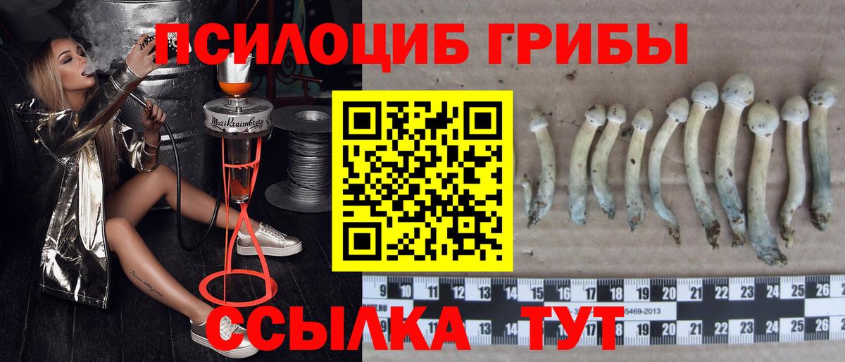 Галлюциногенные грибы Cubensis  Салават  Псилоцибиновые грибы GOLDEN TEACHER 